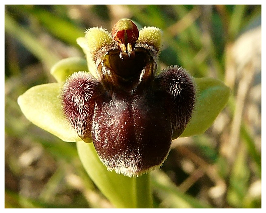 Ophrys bombyliflora